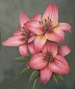 Asiatic Lilies